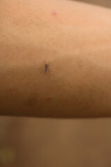 Obraz premium Aedes aegypti mosquito. close up of a Mosquito sucking human blood through the skin