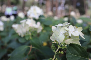 the flower at park, spring nature, hk