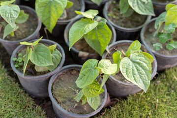 Betel leaf crawler ivy plant in plastic pots