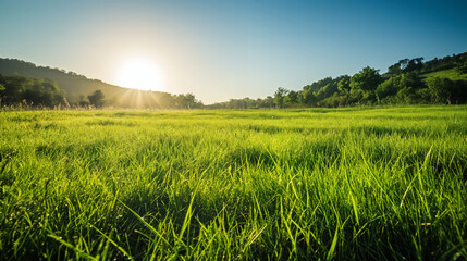 Emerald Haven: A Bird's Eye Vista of a Serene Lush Meadow, Bursting with Vibrant Greenery and the Velvety Texture of Grass, Bathed in the Gentle Glow of Morning Sunlight - Nature's Tranquil Elegance