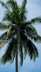 Fototapeta na wymiar Looking up at a tropical coconut tree in the hot sun.