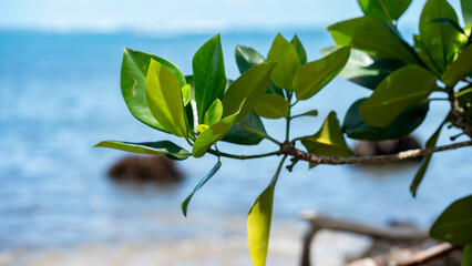 Fototapeta premium A small mangrove tree leafy branch with the ocean in the background.