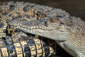 Saltwater Crocodile farm, Queensland, Australia