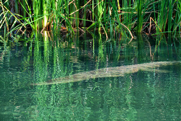An Australian billabong hosts a lurking crocodile, its menacing presence accentuated by rippling waters, showcasing the wild essence of Down Under.