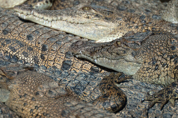 Saltwater Crocodile farm, Queensland, Australia