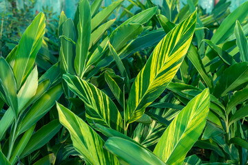 Striped leaves of variegated shell ginger plant - obrazy, fototapety, plakaty