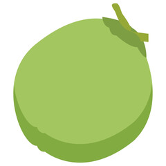 Coconut Illustration