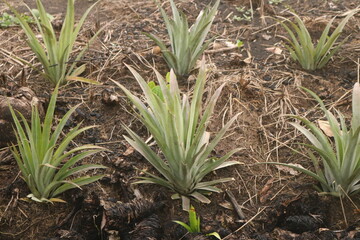 The environment and plants share a symbiotic relationship that is fundamental to life on Earth. Plants play a vital role in shaping and sustaining the environment, while the environment provides 