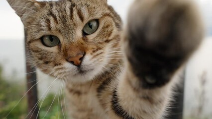 Close-Up of a Street-Striped Cat Reaching Out with Its Paw, Trying to Grab the Camera, and Sniffing It, in Slow Motion Against the Backdrop of the Sea.