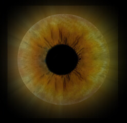 braun iris of one eye