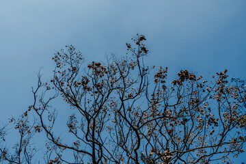 Koelreuteria elegans.