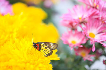 a cluster of orange chrysanthemum flowers at spring