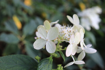 the flower at park, spring nature, hk