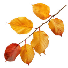 Autumn leaves isolated on transparent or white background, png