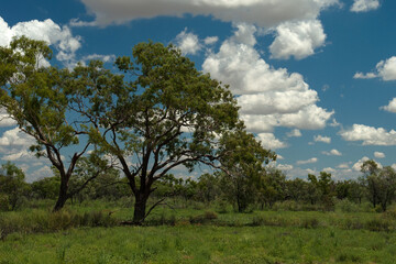 Fototapeta na wymiar Outback Scenery, Queensland, Australia