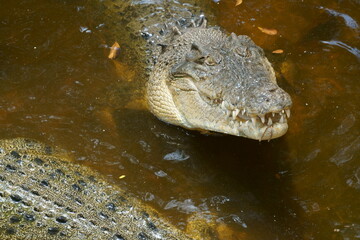 An Australian billabong hosts a lurking crocodile, its menacing presence accentuated by rippling waters, showcasing the wild essence of Down Under.
