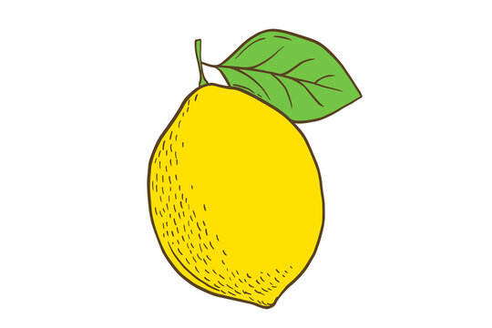 recommend clip art: Hand drawn color lemon with leaf. Fruit in flat style, whole fresh citrus isolated on white background