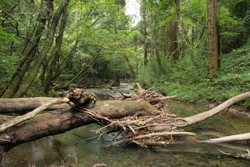 倒木と緑の森の間を流れる川