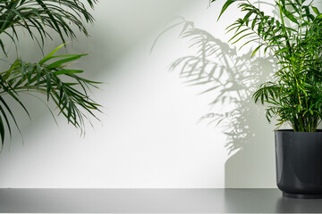 Palm leaves and shadows against white wall for background