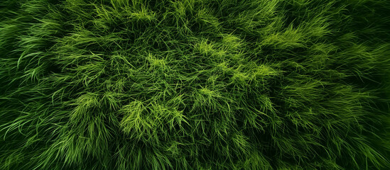 the serenity of a lush green grass meadow with a bird's eye view, vibrant greenery, and texture of the grass, warm, morning sunlight, natural
