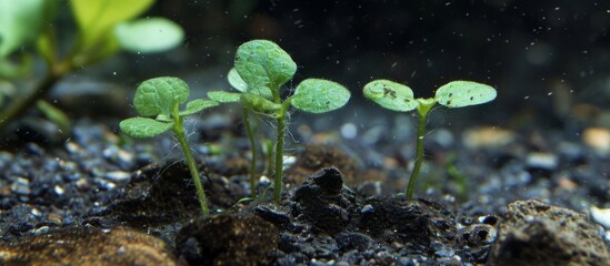 a group of small plants growing out of the ground . High quality