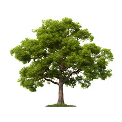 Obraz premium A big greenery isolated tree on white background