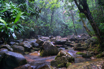  heavy rain in the rainforest, Daintree National Park, Queensland, Australia
