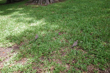 Bangkok, Thai, Thailand, Summer, Lumpini Park, Asia, Travel