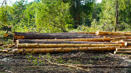 The stack of log trunks, wooden trunks of pine, the harvesting of wood by the woodworking industry on a large scale.