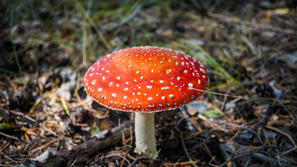 A poisonous and hallucinogenic fly agaric with a bright red cap grows in the forest. Toadstool mushroom. Amanita. Close-up.	