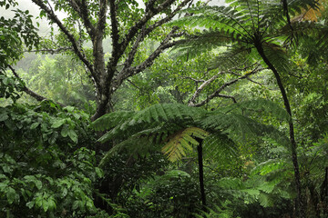 Steamy Rainforest, Lake Morris, Cairns, Queensland, Australia