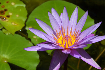 Water Lilly