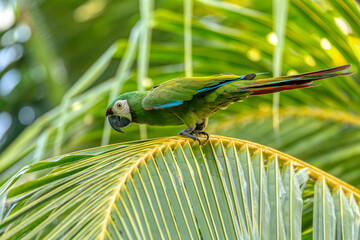 Blue-and-yellow macaw (Ara ararauna), also known as the blue-and-gold macaw, is a large Neotropical parrot. Malagana, Bolivar department. Wildlife and birdwatching in Colombia - obrazy, fototapety, plakaty