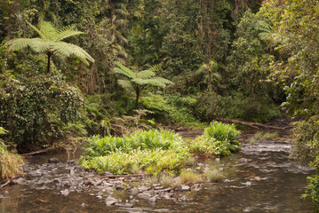 Henrietta Creek, near Innisfail, North Queensland, Australia