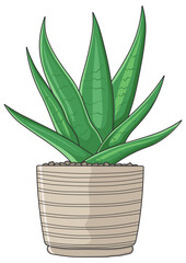 aloe vera plant in a pot