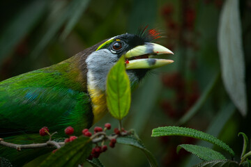 Fire tufted barbet psilopogon pyrolophus perching on tree branch, feeding on wild berries, natural bokeh background