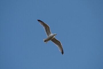 Obraz premium A seagull flying overhead with its wings spread wide as it glides past a clear blue sky.