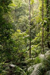 Obraz premium Daintree National Park, rainforest scenery in Queensland, Australia
