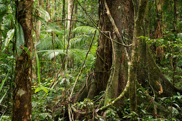 Daintree National Park, rainforest scenery in Queensland, Australia