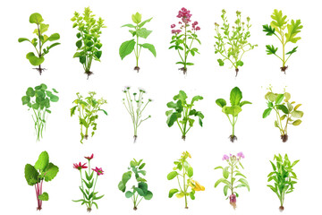 different types of seedlings, from flowers to vegetables, creating a varied and vibrant display against a white background.