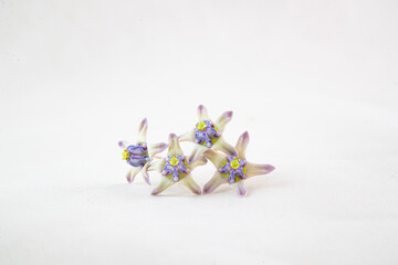 Vibrant Dahlia Flower Garlands for Religious and Festive Celebrations in Southeast Asia