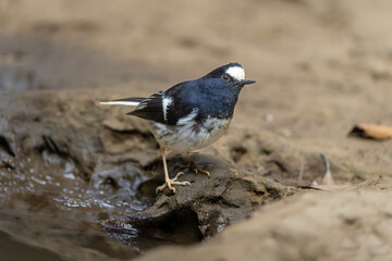 Little Forktail bird close up, bird on a rock, bird close to water, bird in Taiwan
