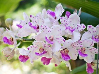 White-purple orchids flowers ,Rhynchostyils gigantea RiDl. in garden