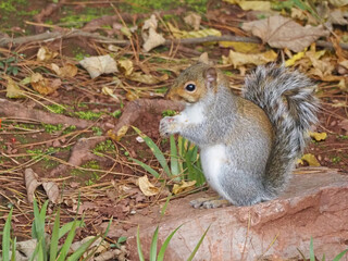 A squirrel sitting in a small garden holding a berry.