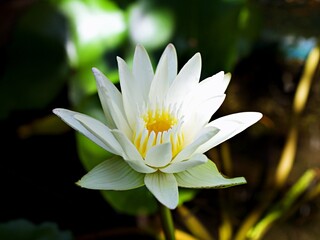White flower water lily Nymphaea nouchali var. caerulea ,Egyptian lotus plants ,Nymphaeaceae ,macro image ,tropical aquatic plant with sky-blue flower ,Egyptian blue lily ,Sacred blue lily 