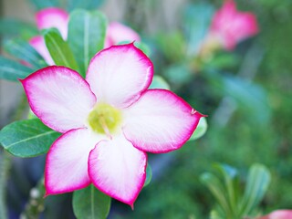 Pink flower desert rose Adenium obesum ,mock azalea ,impala lily ,sabi star ,arabicum ,Apocynaceae