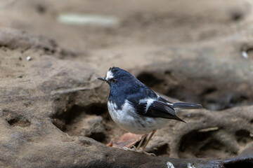 Little Forktail bird close up, bird on a rock, bird close to water, bird in Taiwan
