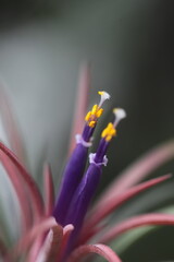 Tillandsia beautiful purple green flower in nature in garden close up blur background