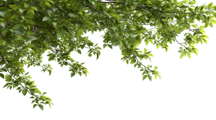 Large tree branches and foliage leaves on top border 3d render png