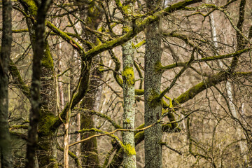intertwining bare tree branches covered with green moss